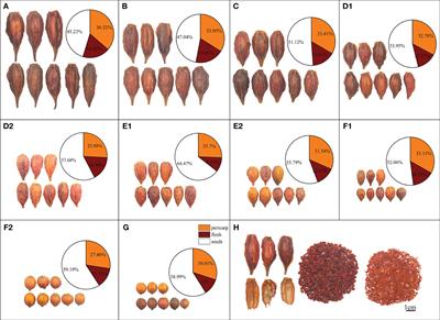 Comprehensive quality evaluation of different types of Gardeniae Fructus (Zhizi) and Shuizhizi based on LC-MS/MS